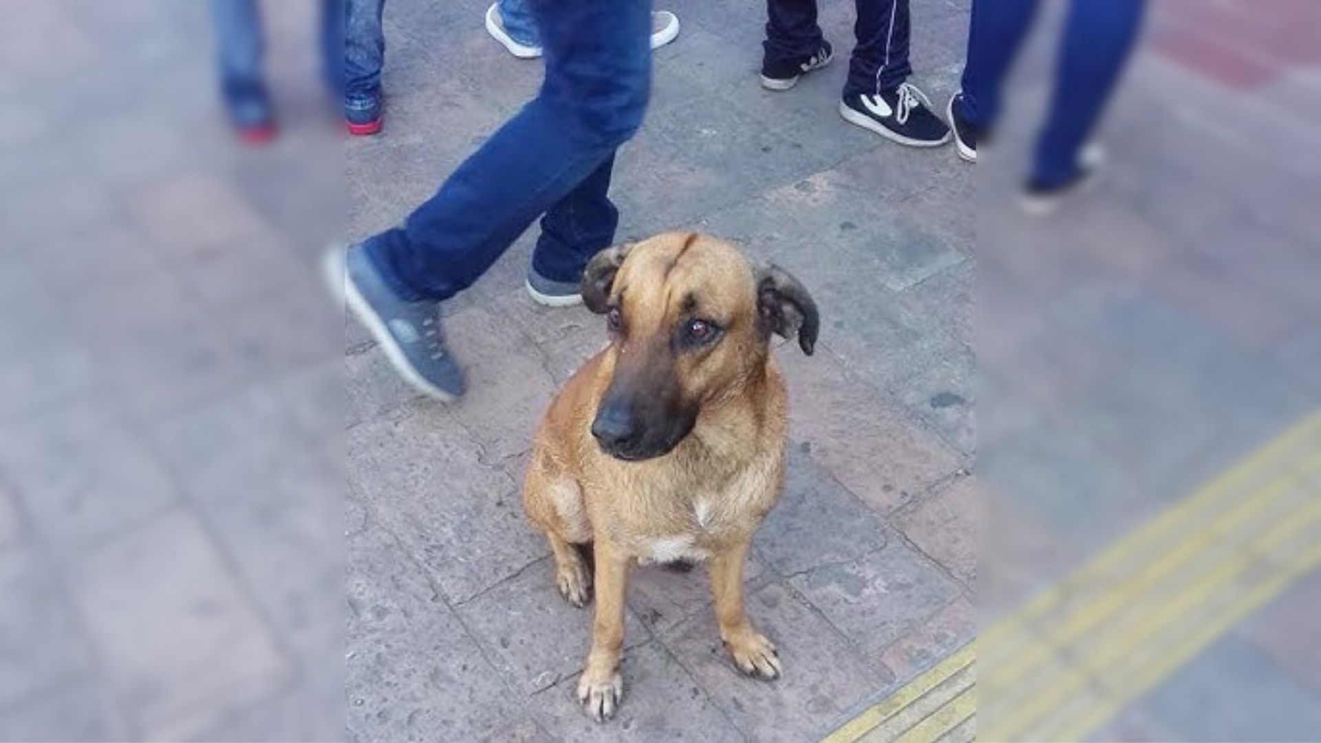 Heartbroken Dog Did Not Stop Searching For His Owner Even Though He Passed Away