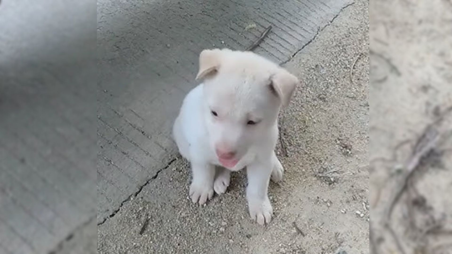 abandoned dute puppy sitting on the road