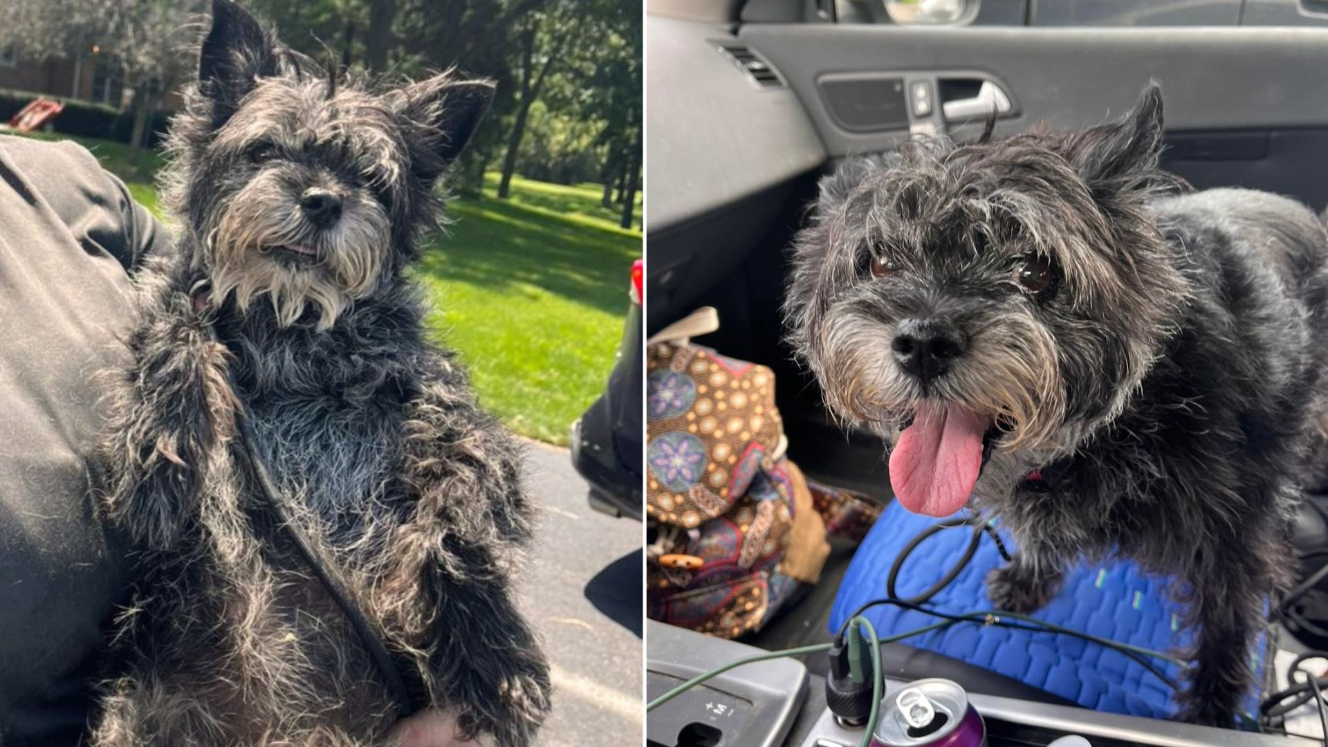 Mysterious Past Of A Senior Dog Who Returned To The Same Shelter After Almost 13 Years