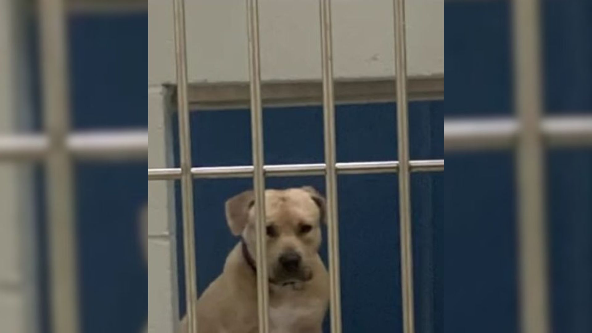 Girl Falls In Love With The Shyest Dog In The Shelter, Then Learns His Tragic Backstory