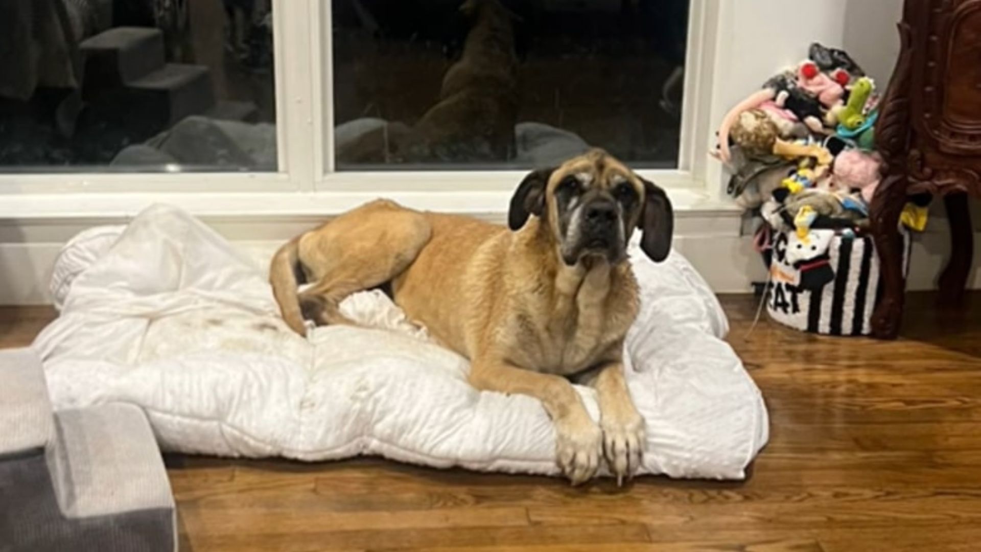 dog lying on white bed