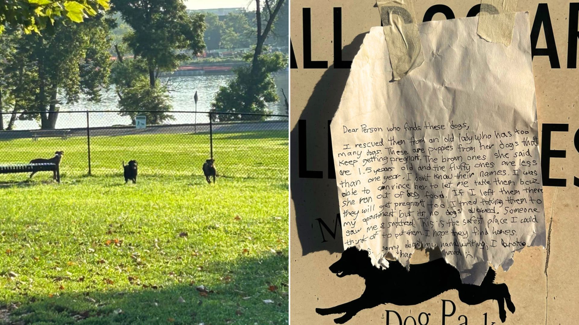 Pennsylvania Police Find 6 Abandoned Puppies In Dog Park Alongside Heartbreaking Note