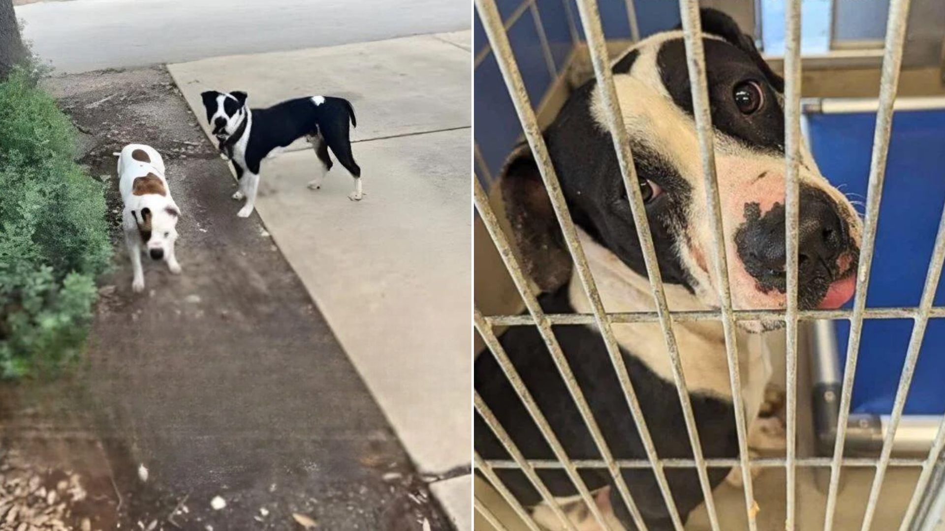 Pit Bull Felt Sorrowful After His Best Friend Left The Shelter With His Forever Family, Leaving Him Behind