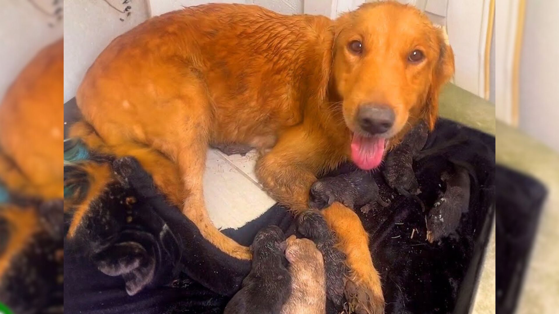 Poor Pup Was Thrown Out Of Her Home When She Was In Labor, Forcing Her To Give Birth In The Mud