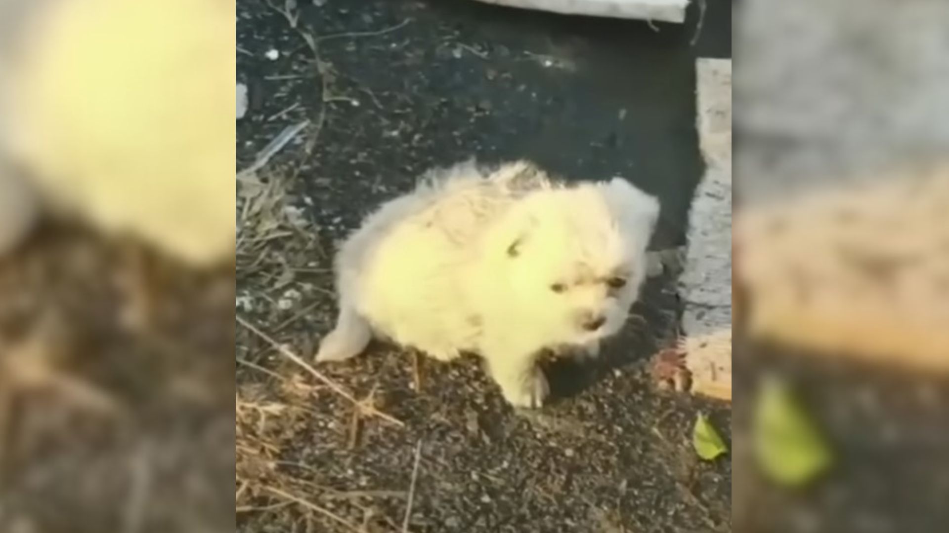 Pup Begged His Hooman To Return To The Place He Saved Him From Because He Left Behind Someone Important