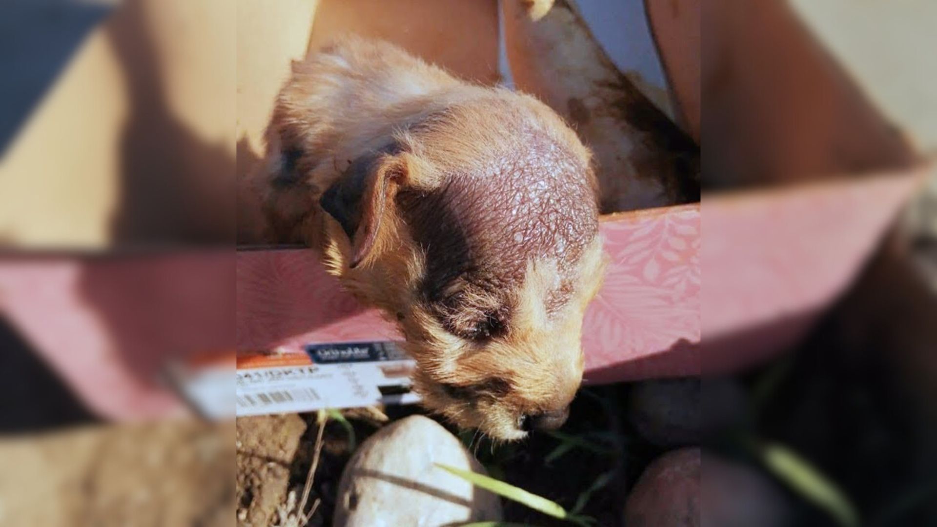 puppy with bold patch on the head