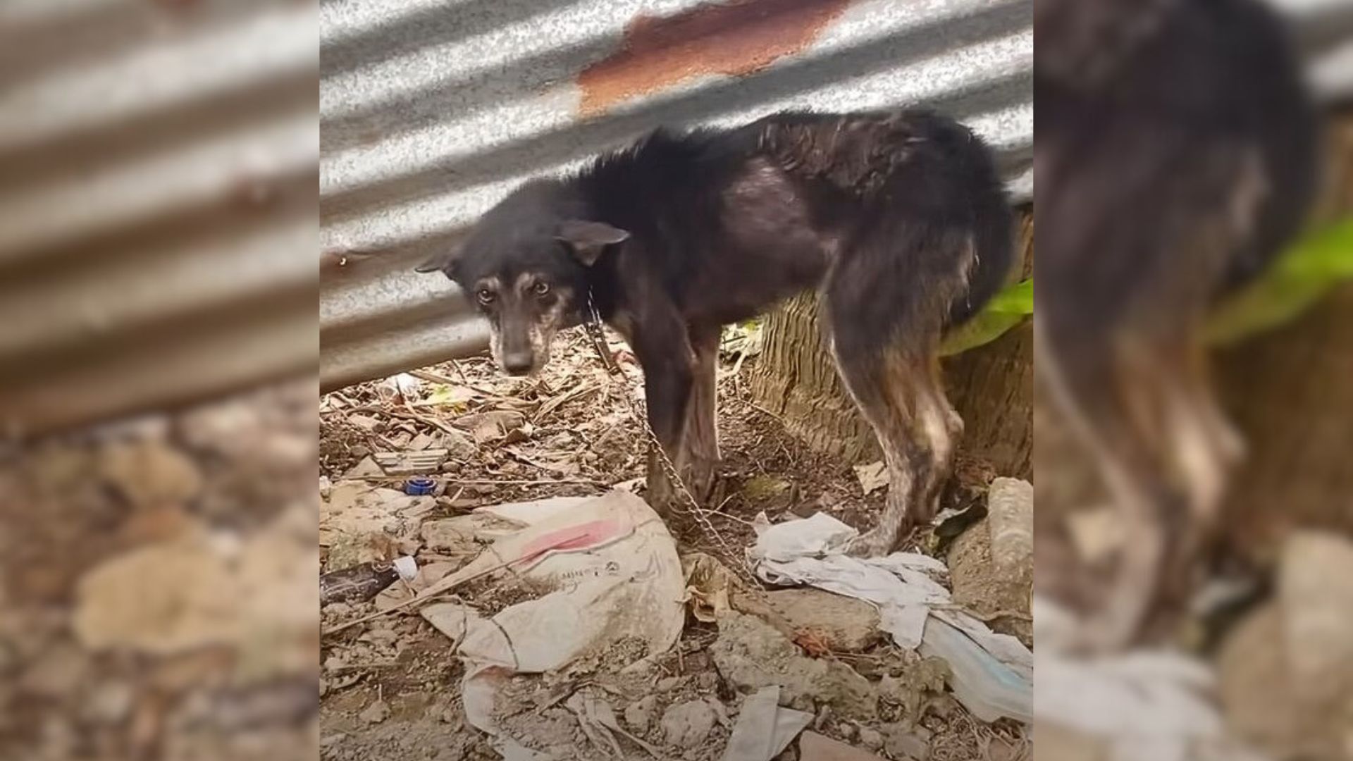 poor dog tied on chain