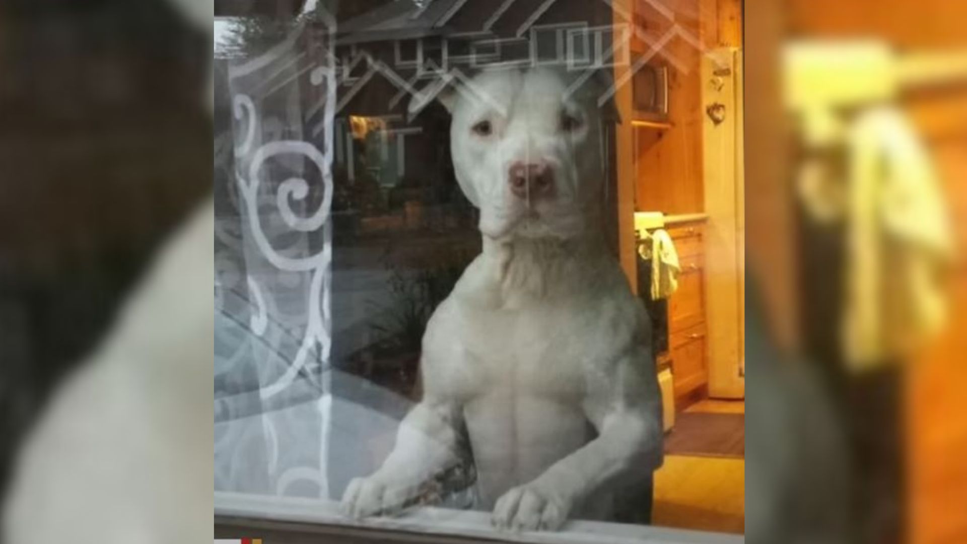 pup watching out of window