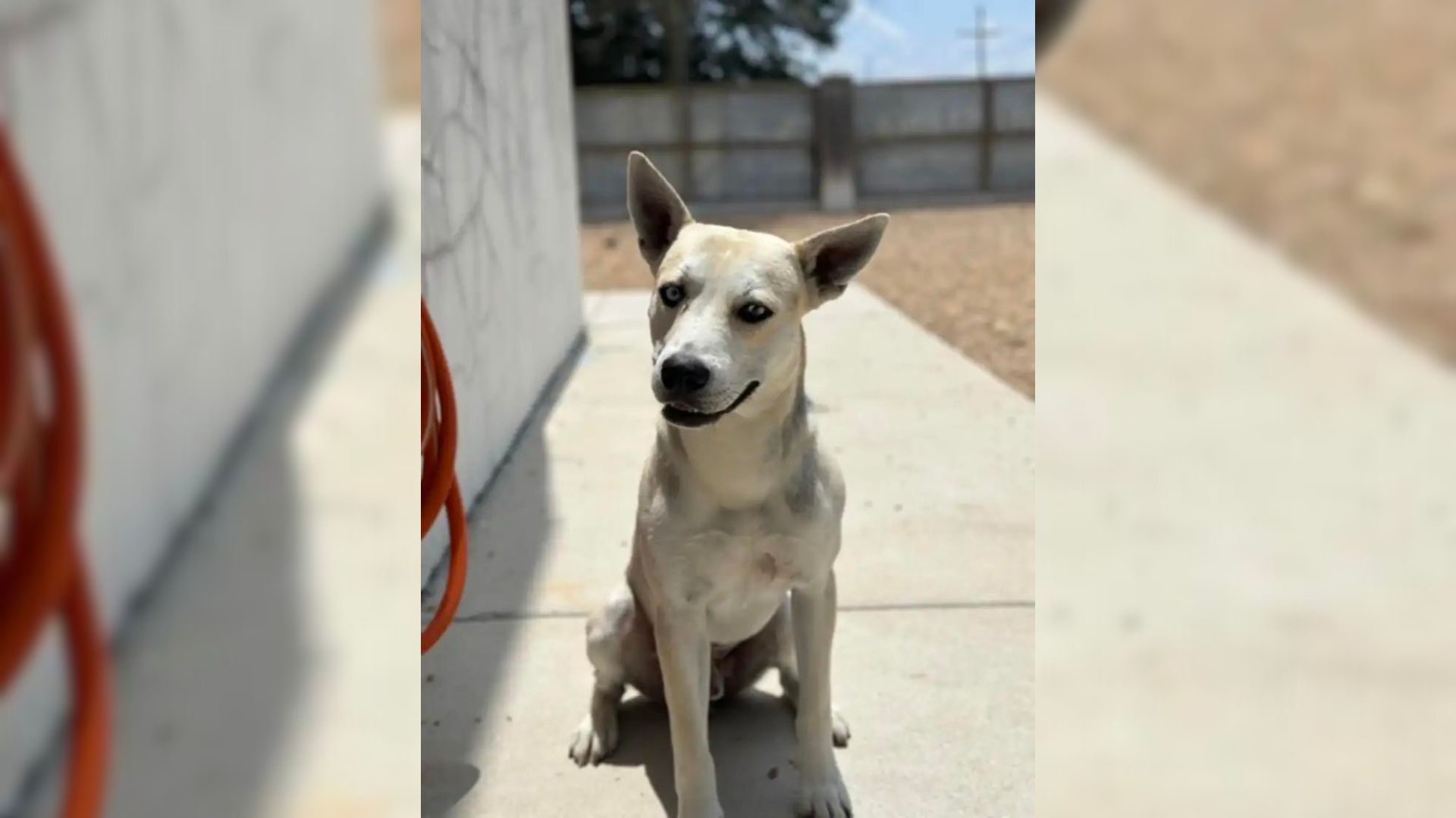 Rescue Dog ‘Redecorates’ His Entire Kennel In Just A Few Hours, And He Loves It