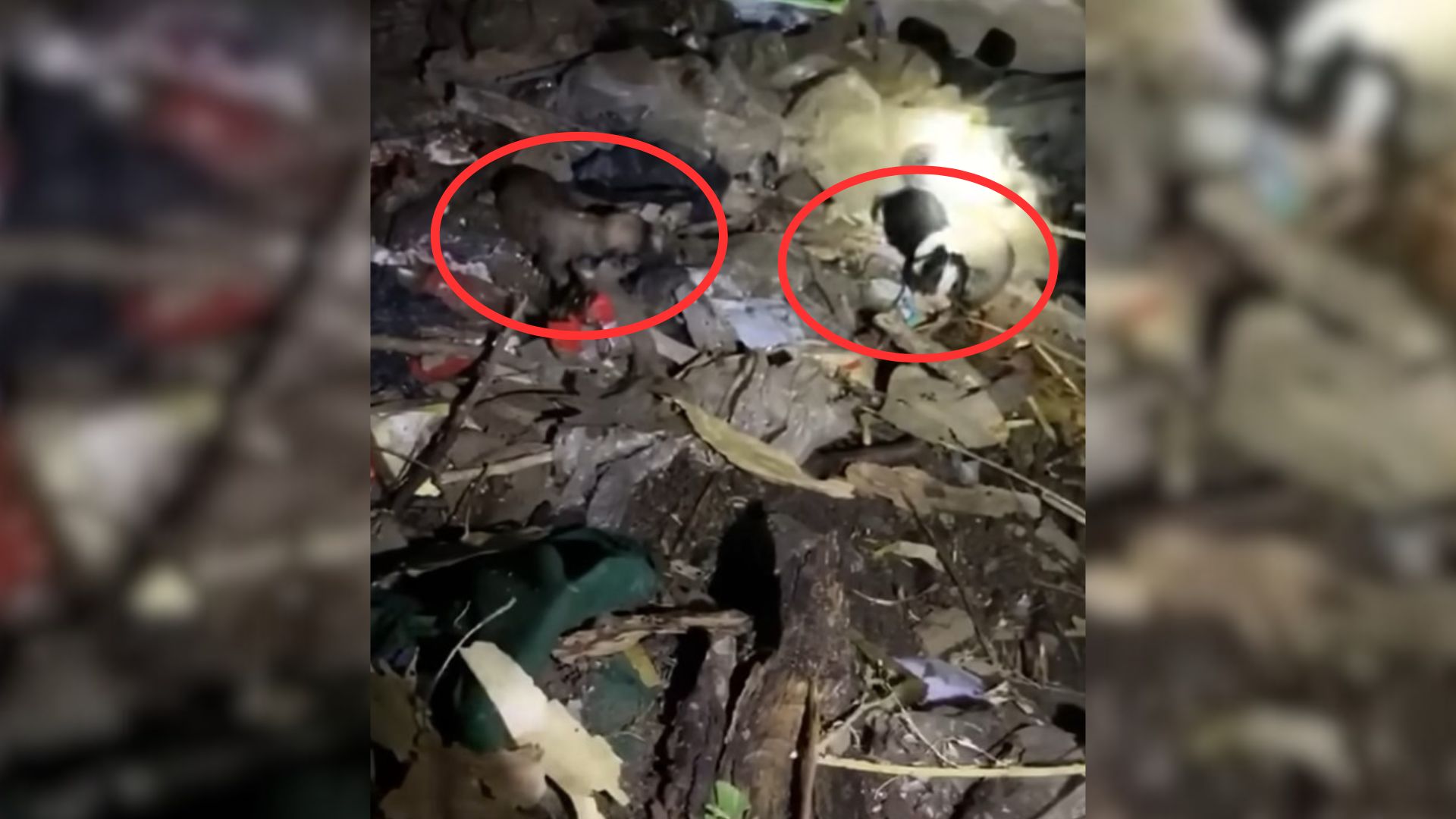 Rescued Mama Pup Decided To Adopt A Litter Found In A Well And Provide Them With The Care They Need