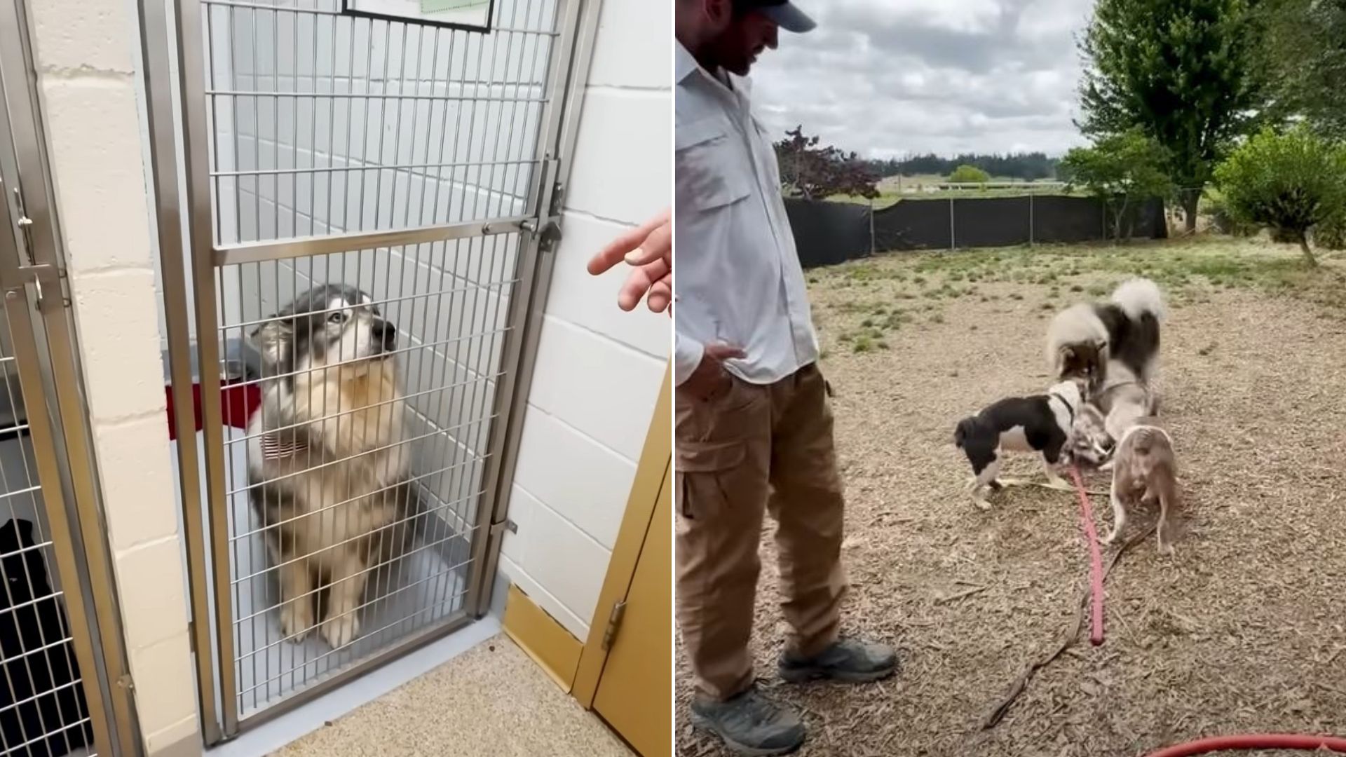 Rescuer Went To Save 5 Dogs From An Overcrowded Shelter But Ended Up With 6