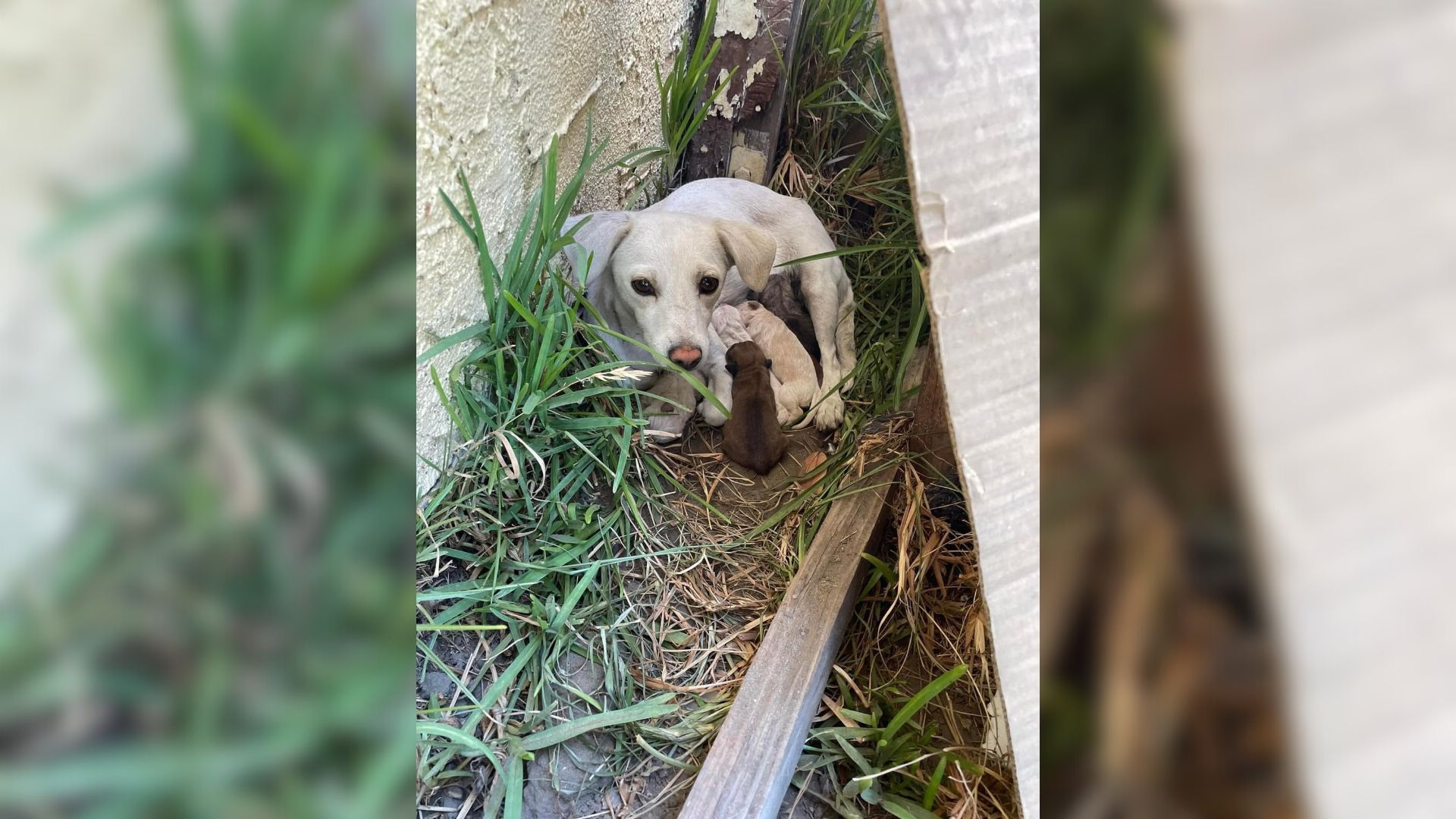 Rescuers Discover A Little Skittish Pup Hiding In A Stranger’s Yard With A Sweet Secret