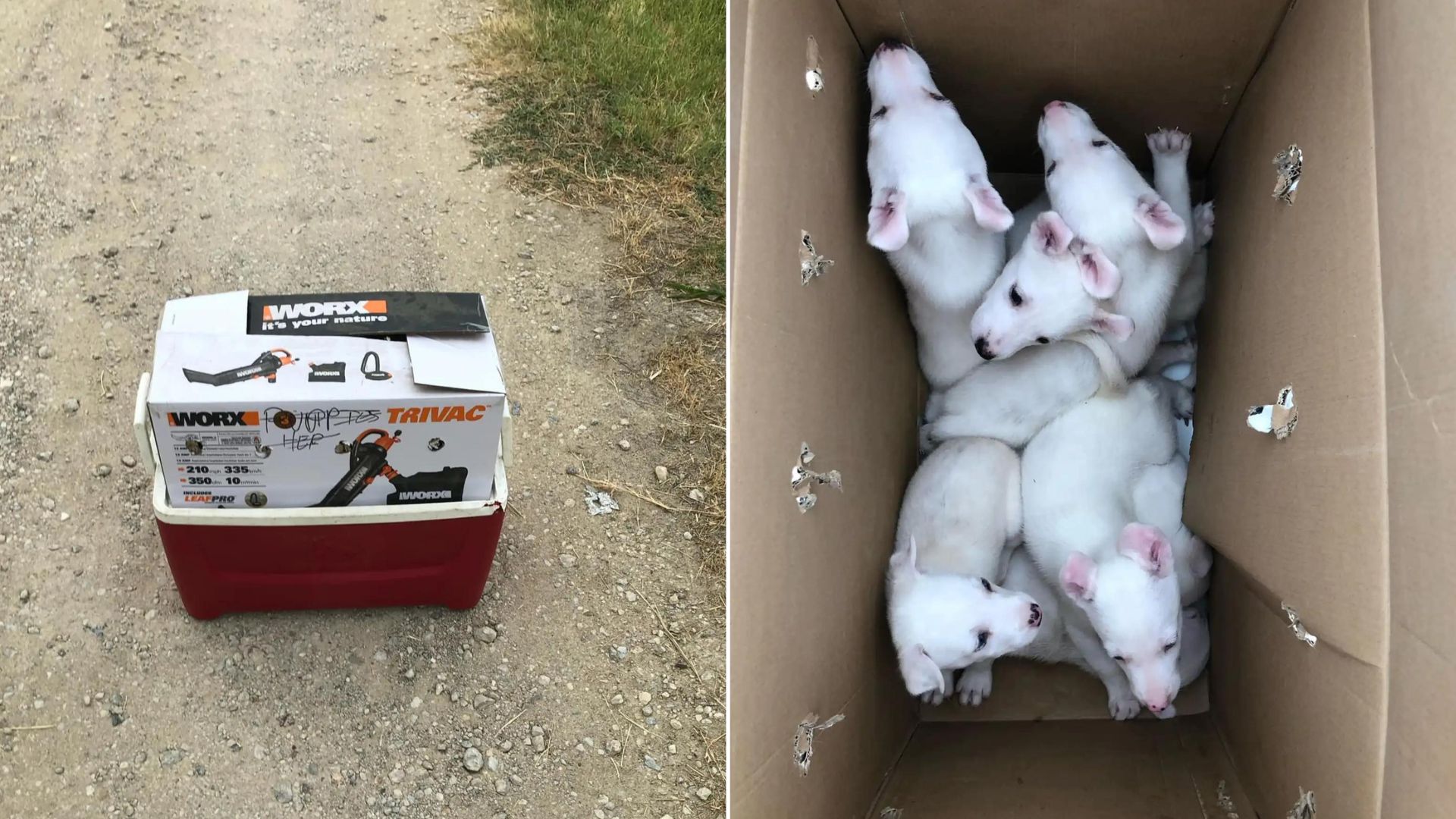 dumped white puppies