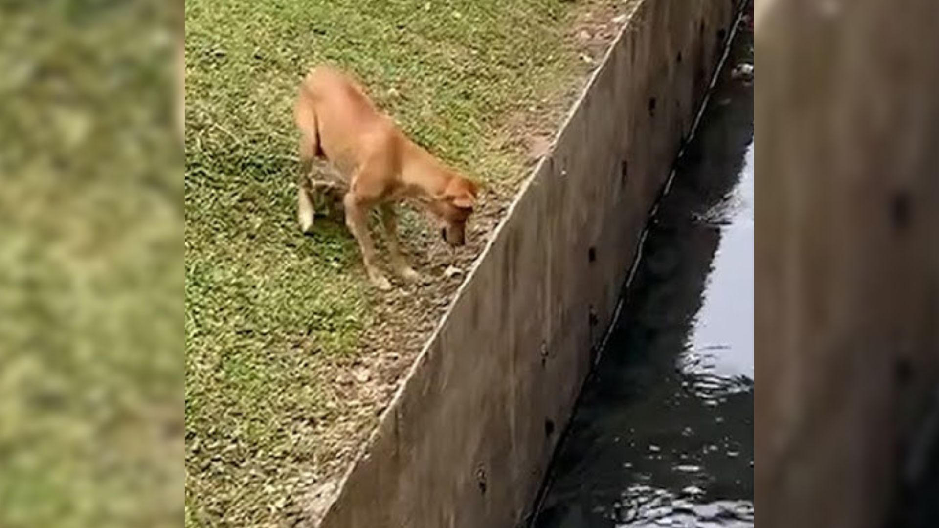 Rescuers Were Shocked To See A Drowning Puppy, So They Jumped To Her Aid