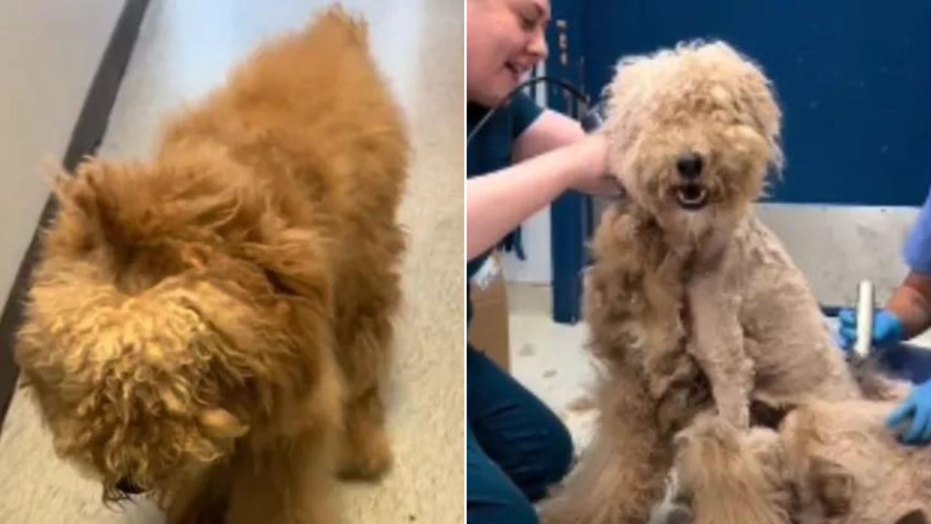 Rescuers Were Shocked By How Matted This Dog’s Fur Was So They Decided To Do Something About It