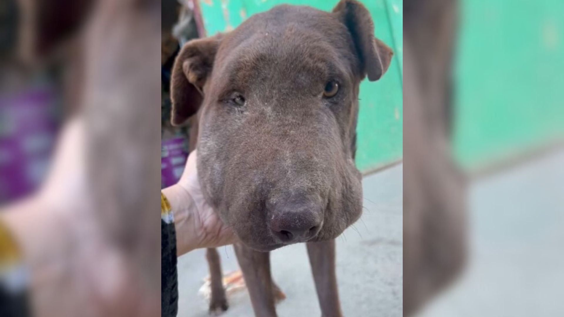 Rescuers Were Surprised To See A Dejected Stray Dog With A Swollen Face And They Rushed To Help Him