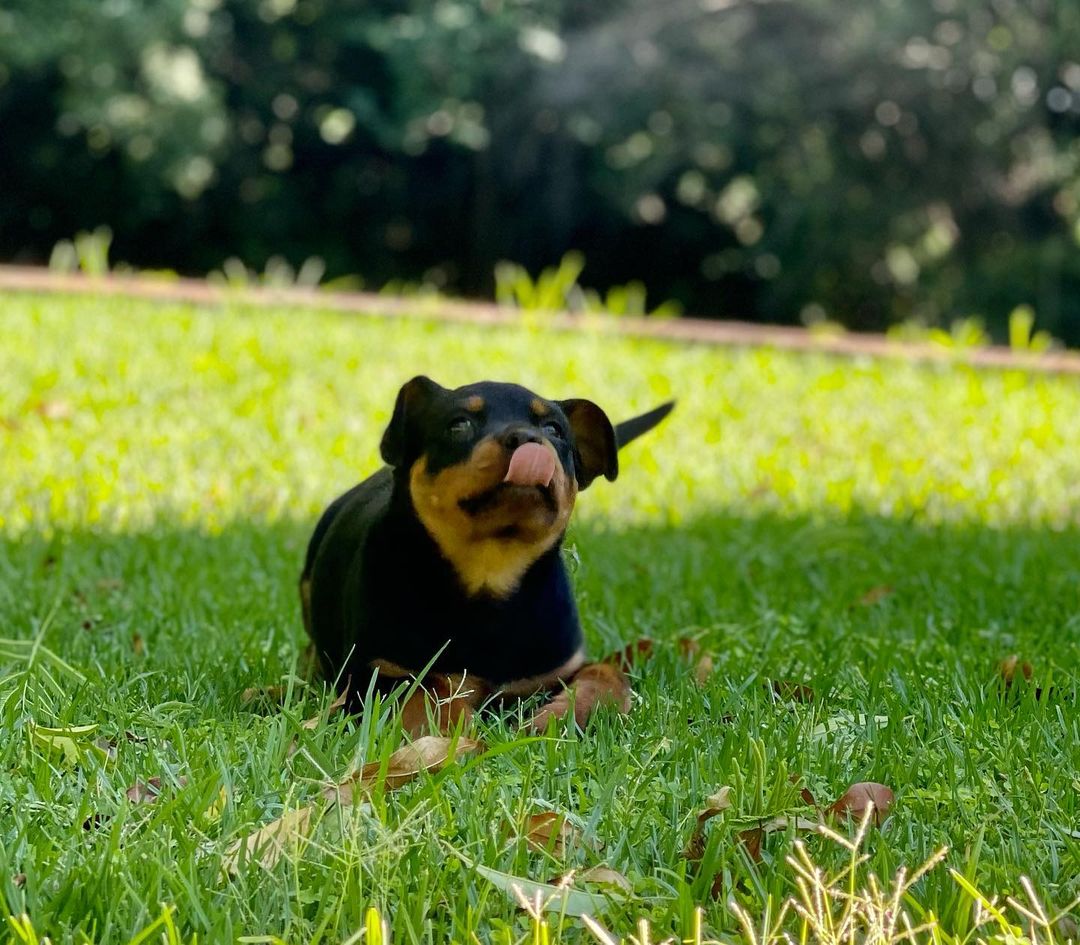 Rottweiler Puppy laying down