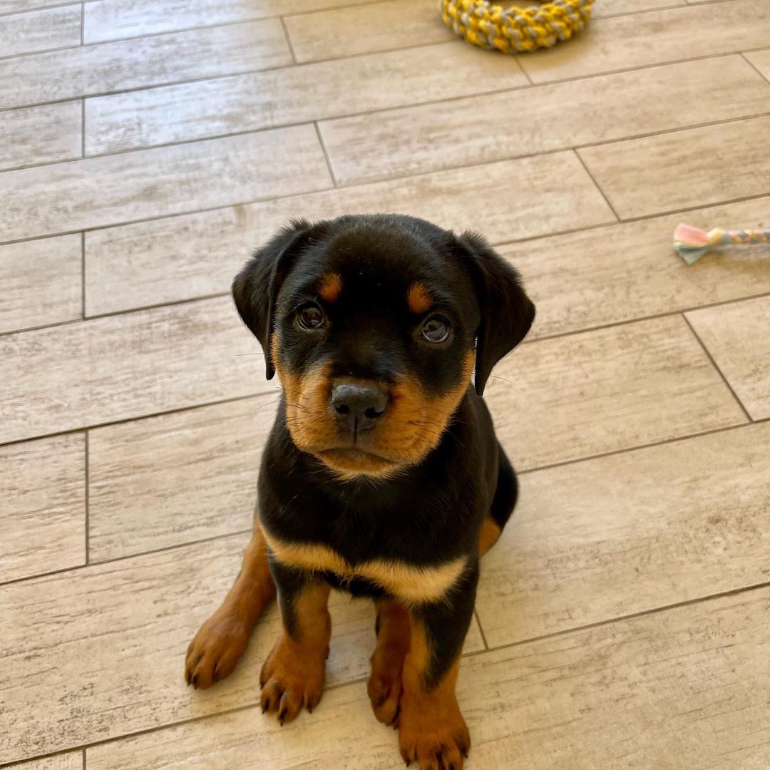 Rottweiler Puppy