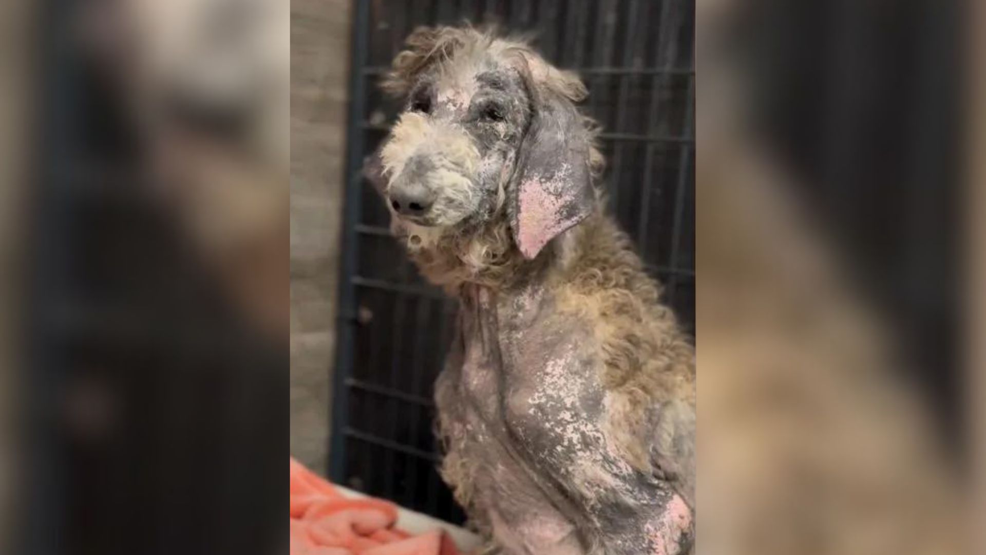 Sick And Neglected Poodle Transforms Into A Beautiful Dog After Being Saved By Rescuers