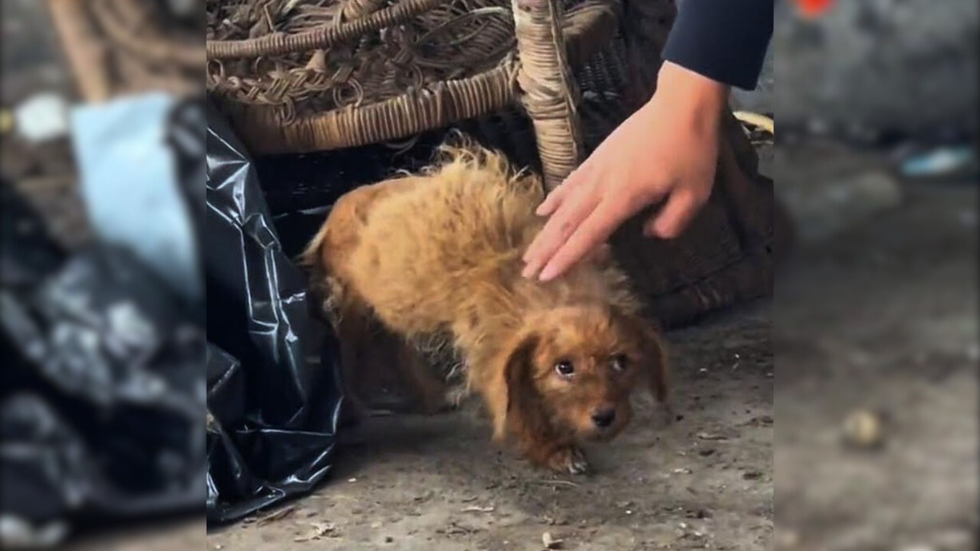 Sad Puppy Abandoned At A Garbage Dump Bent His Head Down, Begging People For A Little Bit Of Love