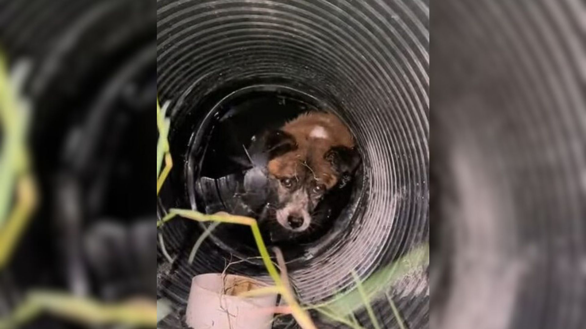 Scared Dog Who Fell Into A Well Was Desperately Crying For Help Until Kind People Came To His Rescue