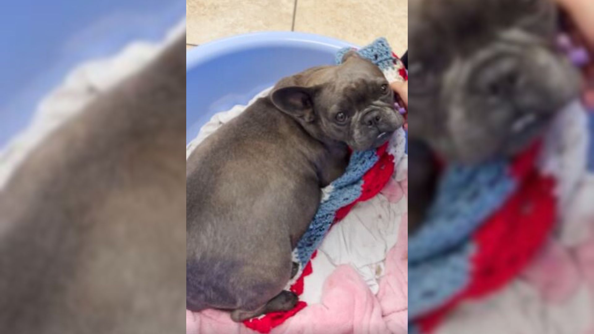 Senior Couple Decided To Foster A Pregnant Frenchie And Then Everything Changed For Her