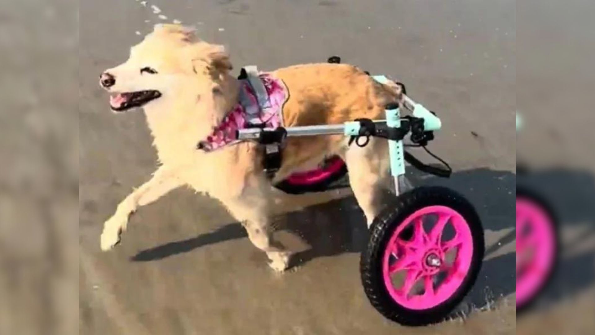 Adorable Senior Dog Leaves Other Pups In The Dust When She Zooms By Them In Her Wheelchair  