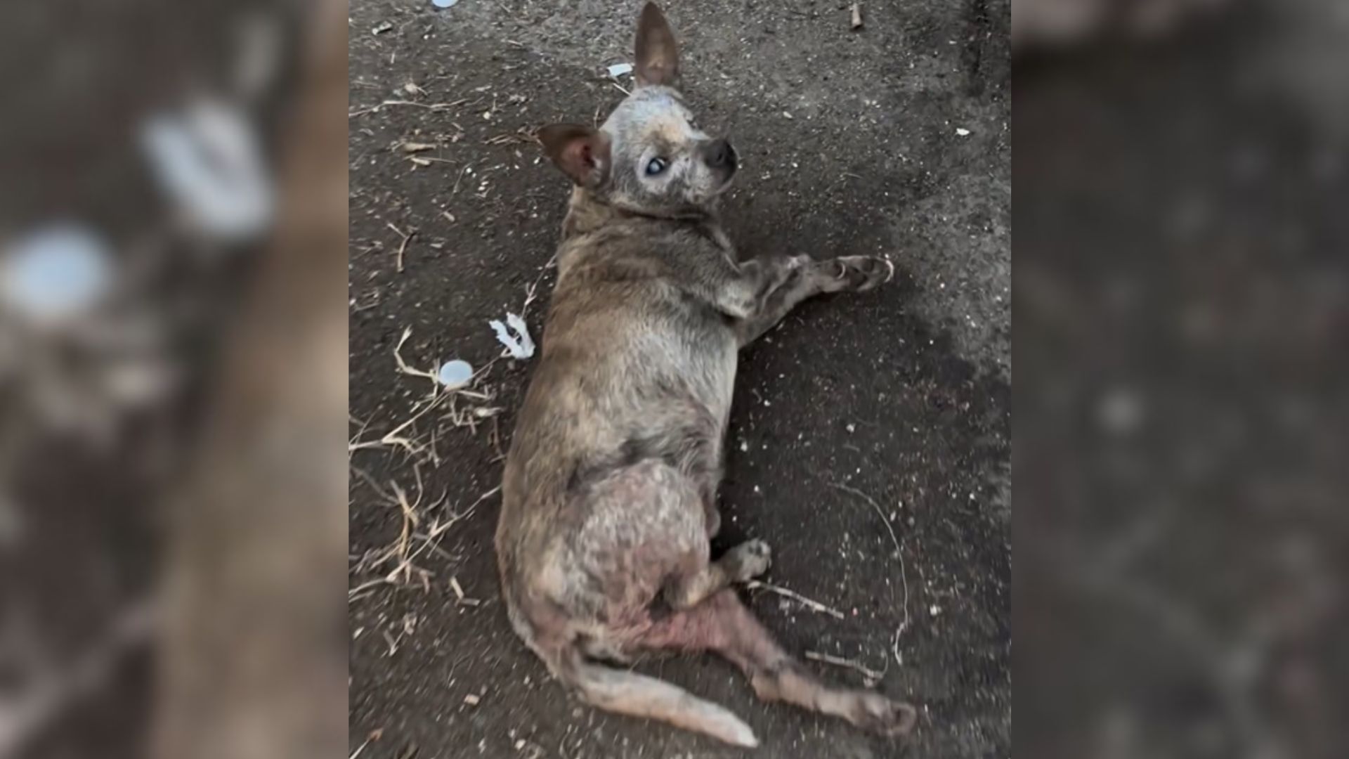 dog lying on ground