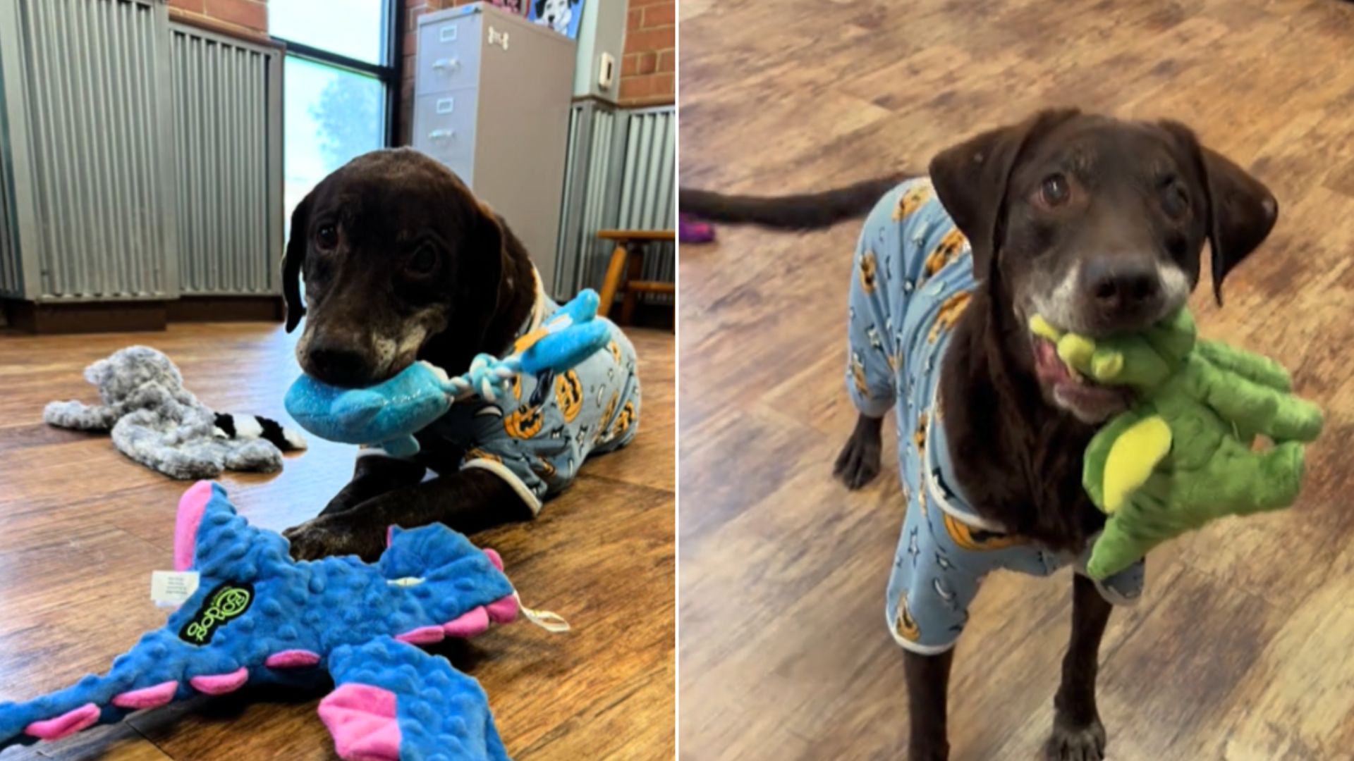 Senior Shelter Dog’s ​​Heartwarming Reaction When A Good Soul Presented Her With Toys