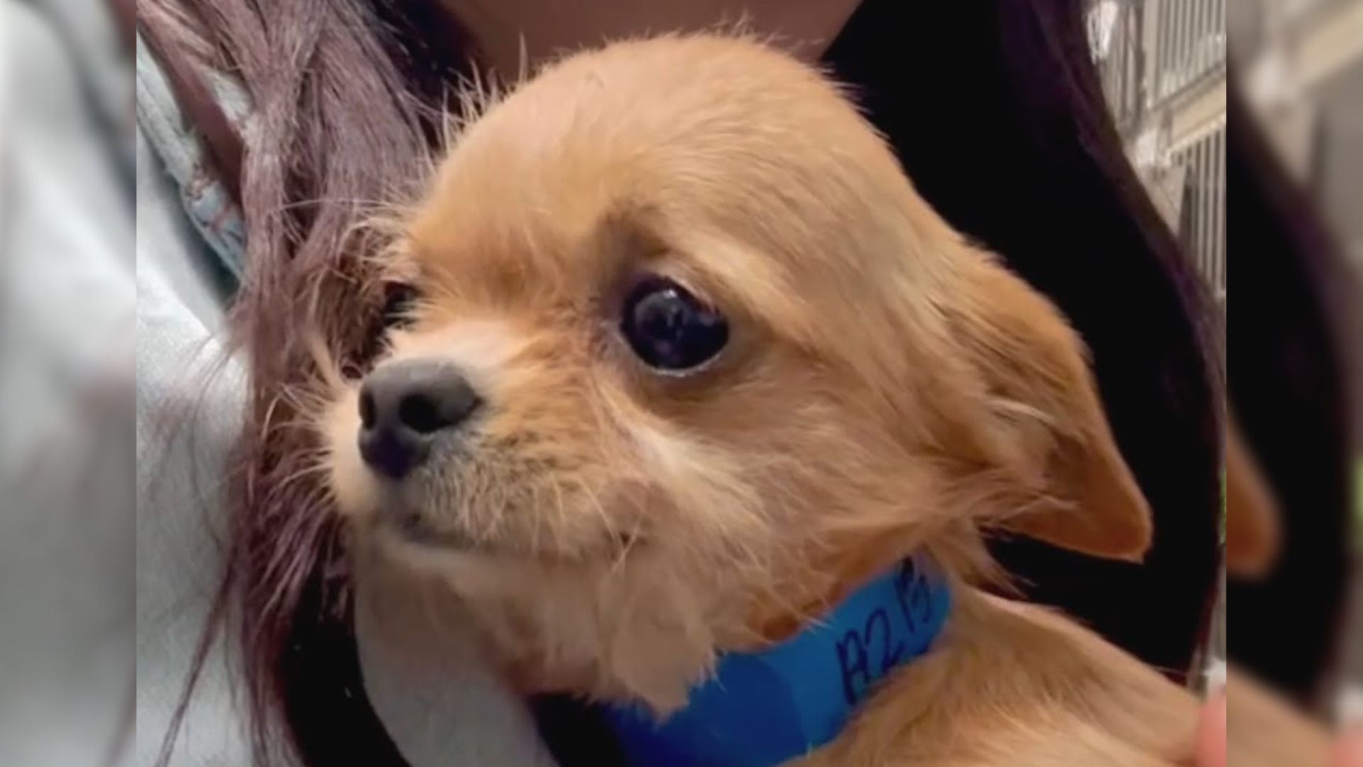 Shelter Dog Is Sad When His Friend Is Adopted