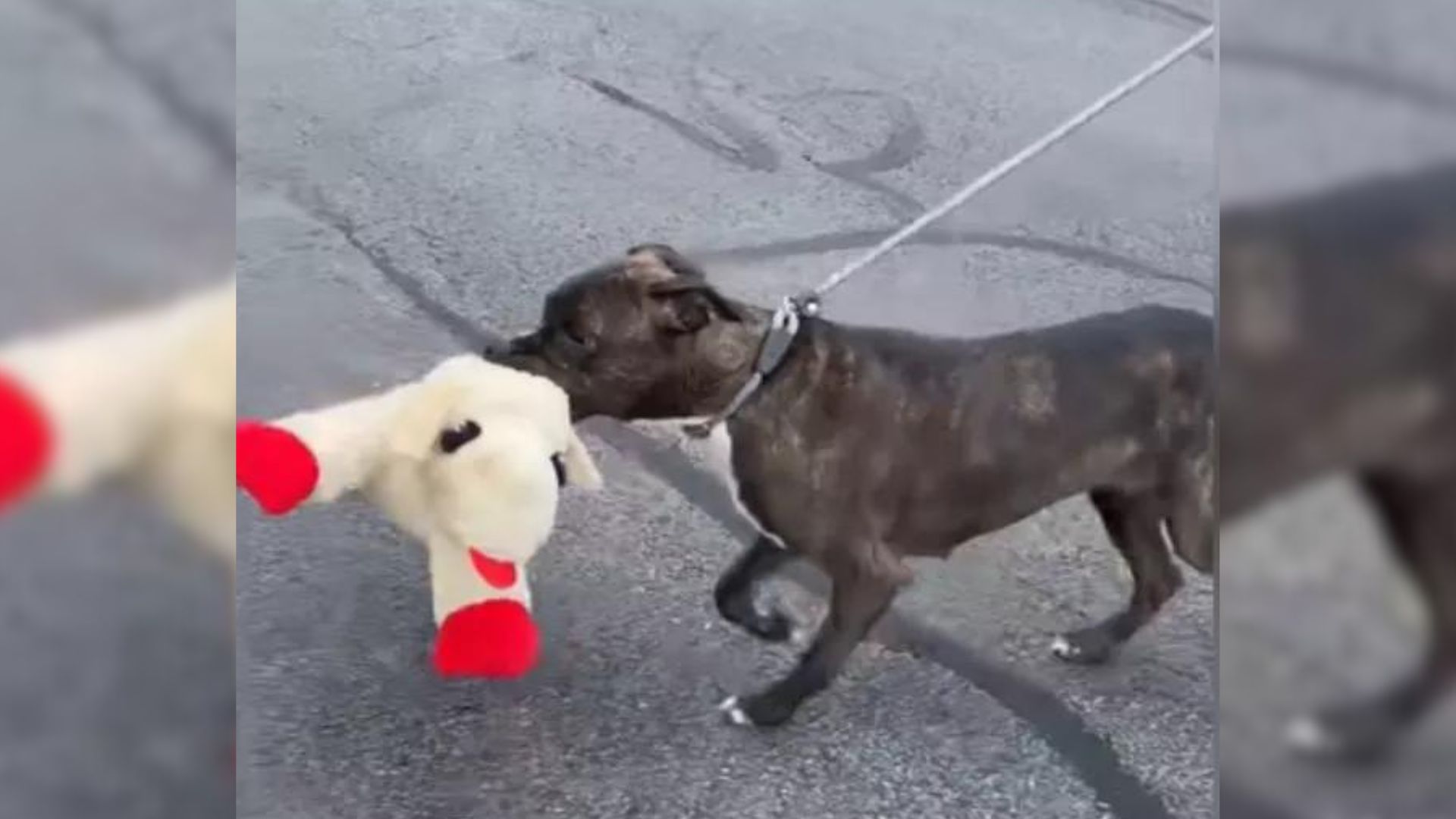 the dog finds comfort in toys