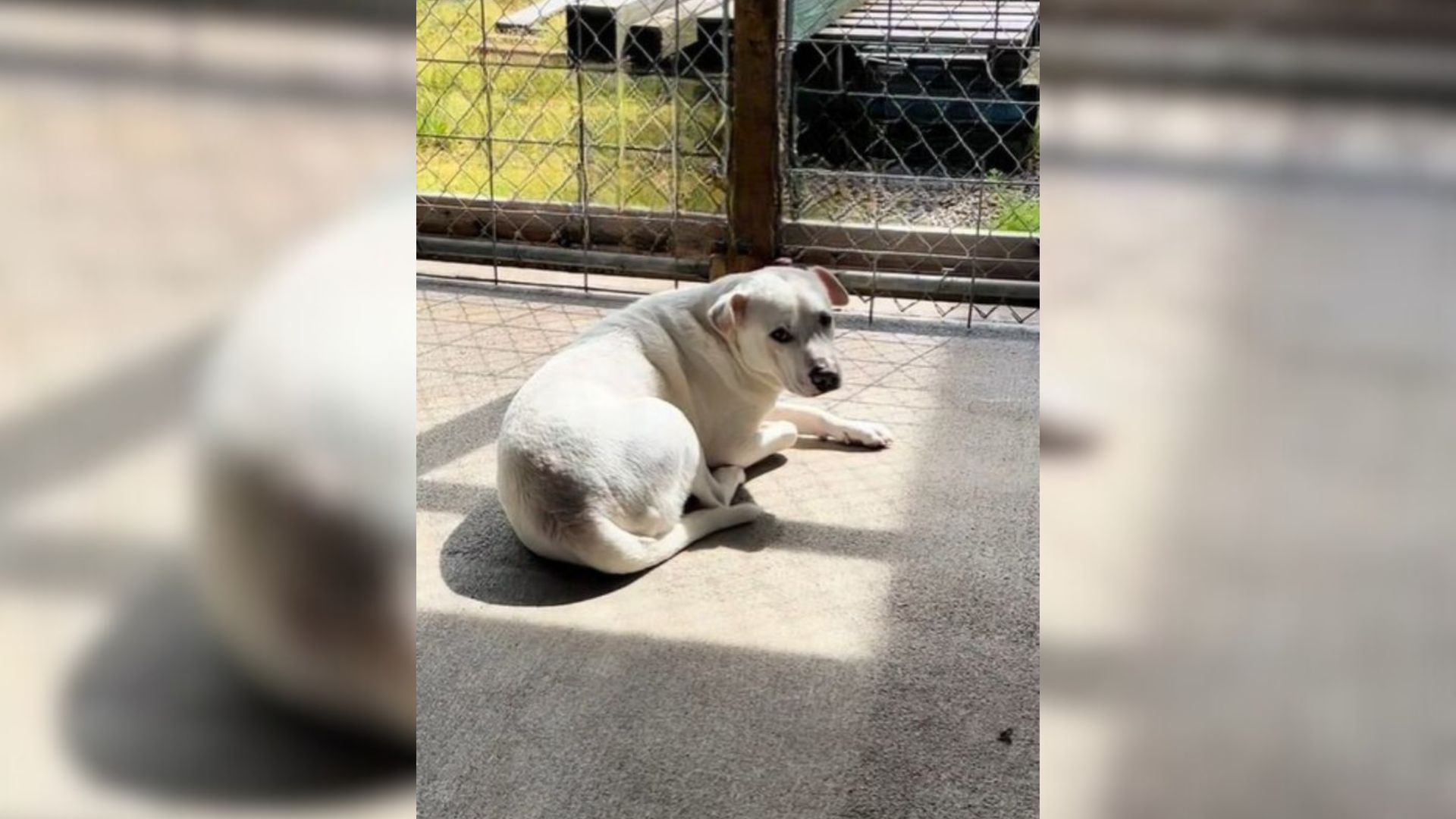 Family Promises To Pick Up Shelter Dog But Never Shows Up, Leaving Him Heartbroken