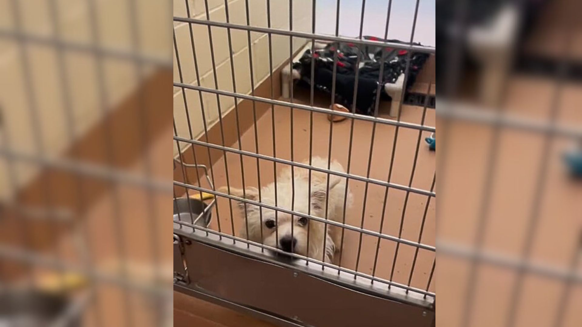 Shelter Pup Who Felt Sorrowful After He Was Stood Up For A Scheduled Meet And Greet Finds His Happiness