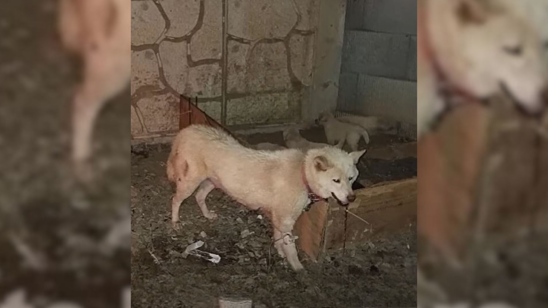 mama dog under the bridge