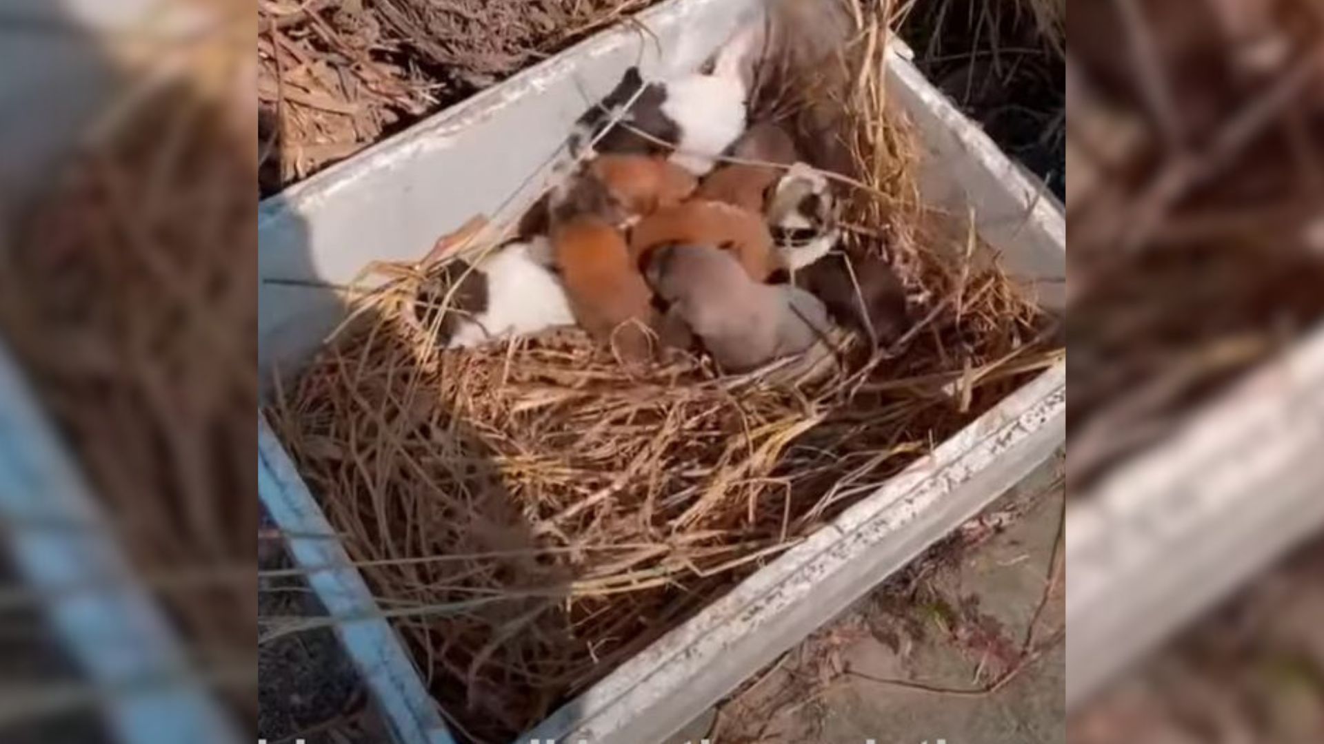 six newborn puppies