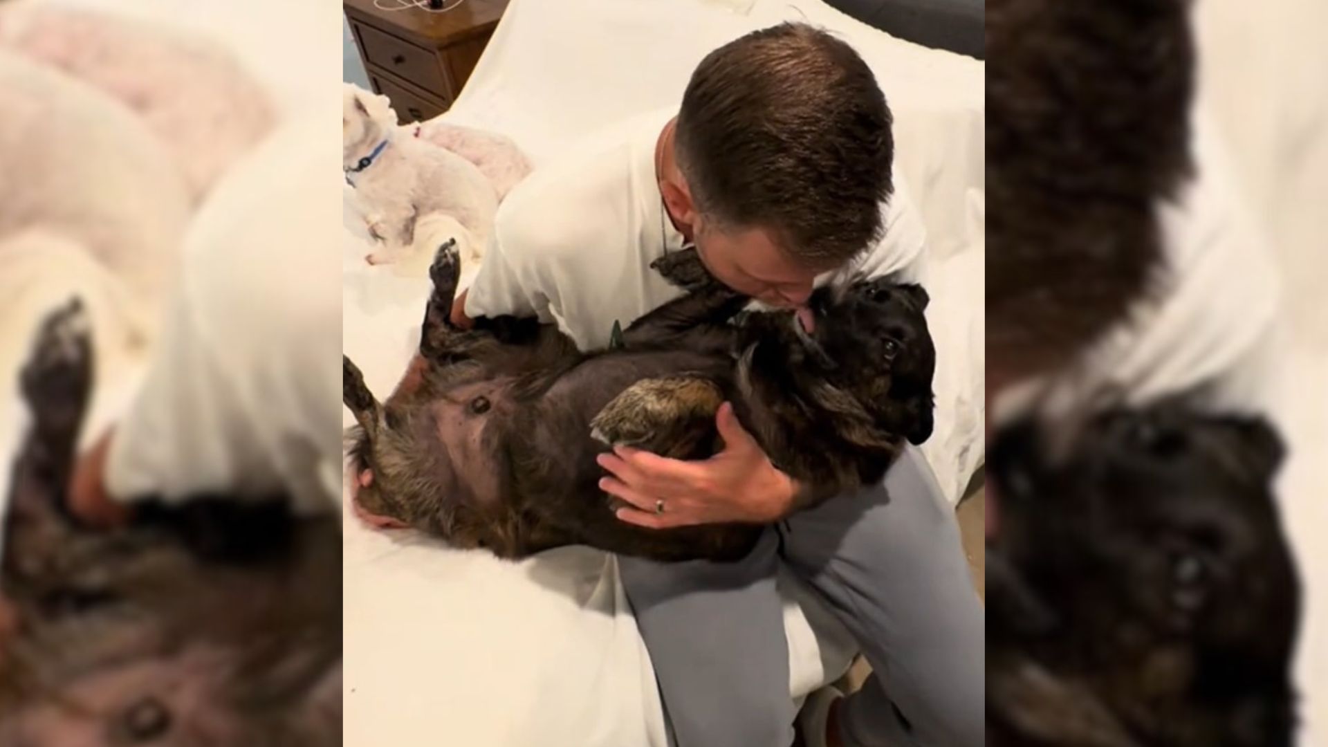 Sleeping Dog Sees His Owners For The First Time After 11 Days, And His Reaction Is Adorable