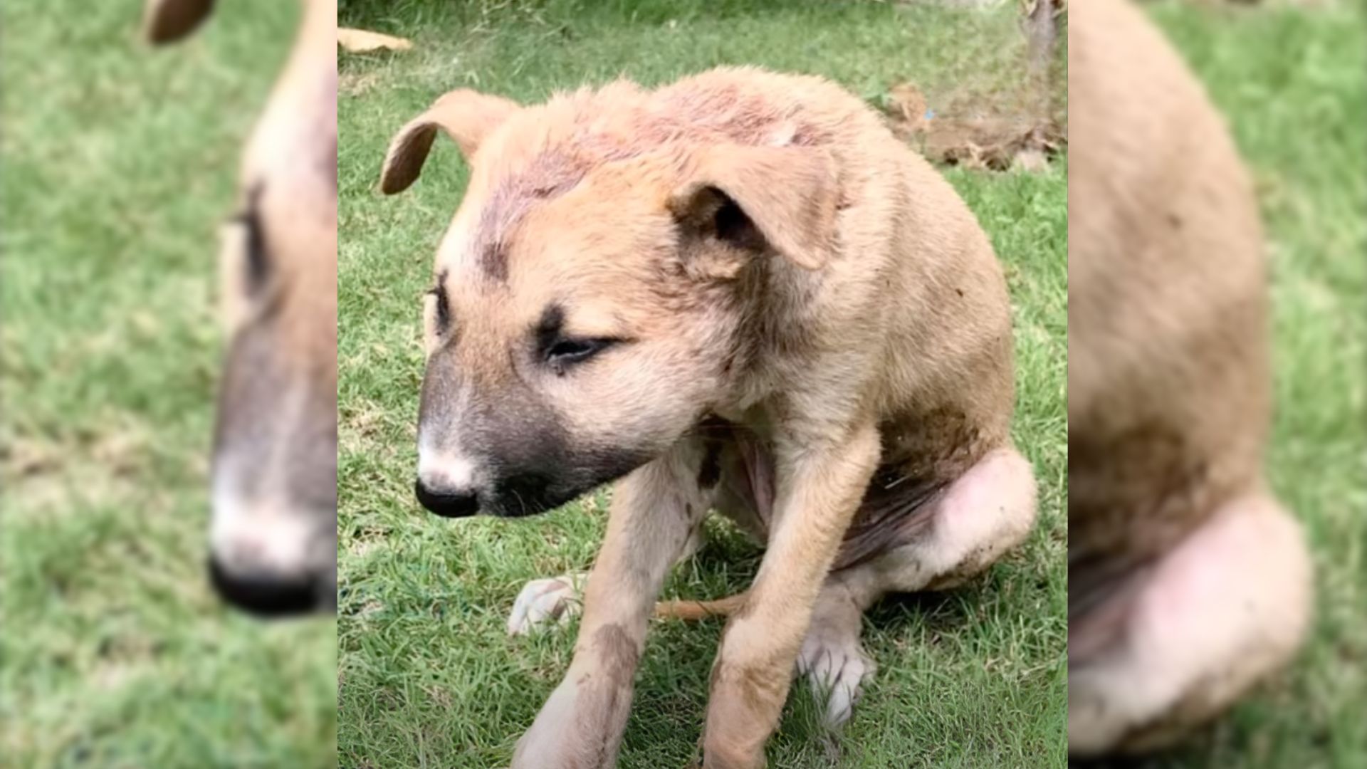 Rescuers Were Heartbroken After Finding Abandoned Puppy With Swollen Face On The Street