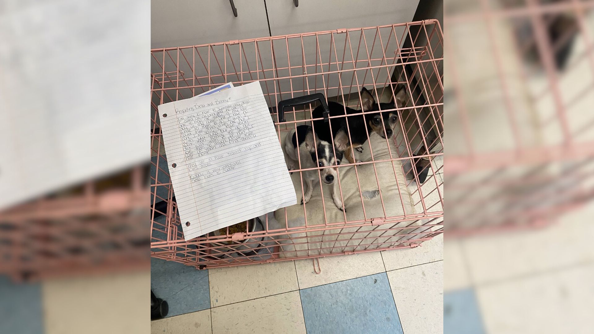 Pennsylvania Rescuers Spot A Pink Crate Next To The Shelter, Only To Find A Shocking Surprise Inside