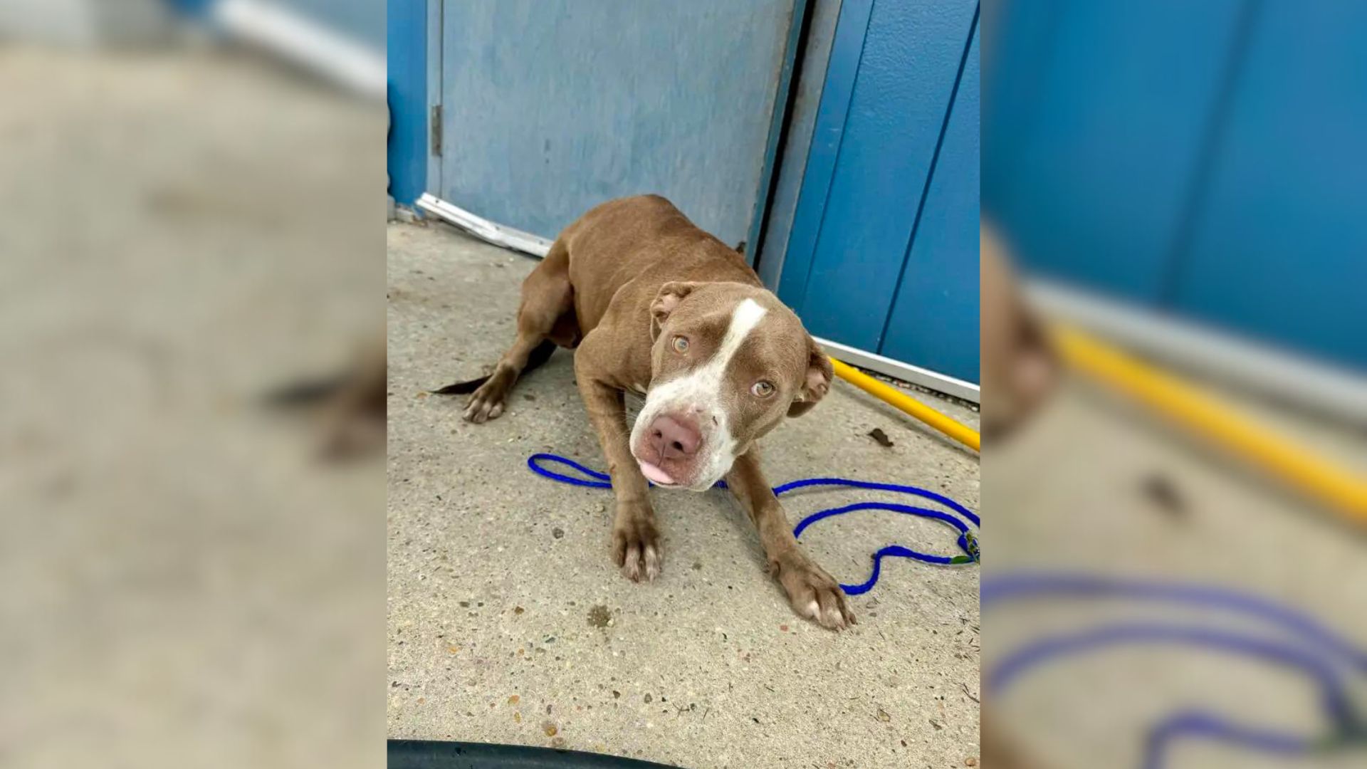 Staff Members Put Up The Sweetest Sign On This Dog’s Kennel Hoping It Will Help Her Find A Forever Home