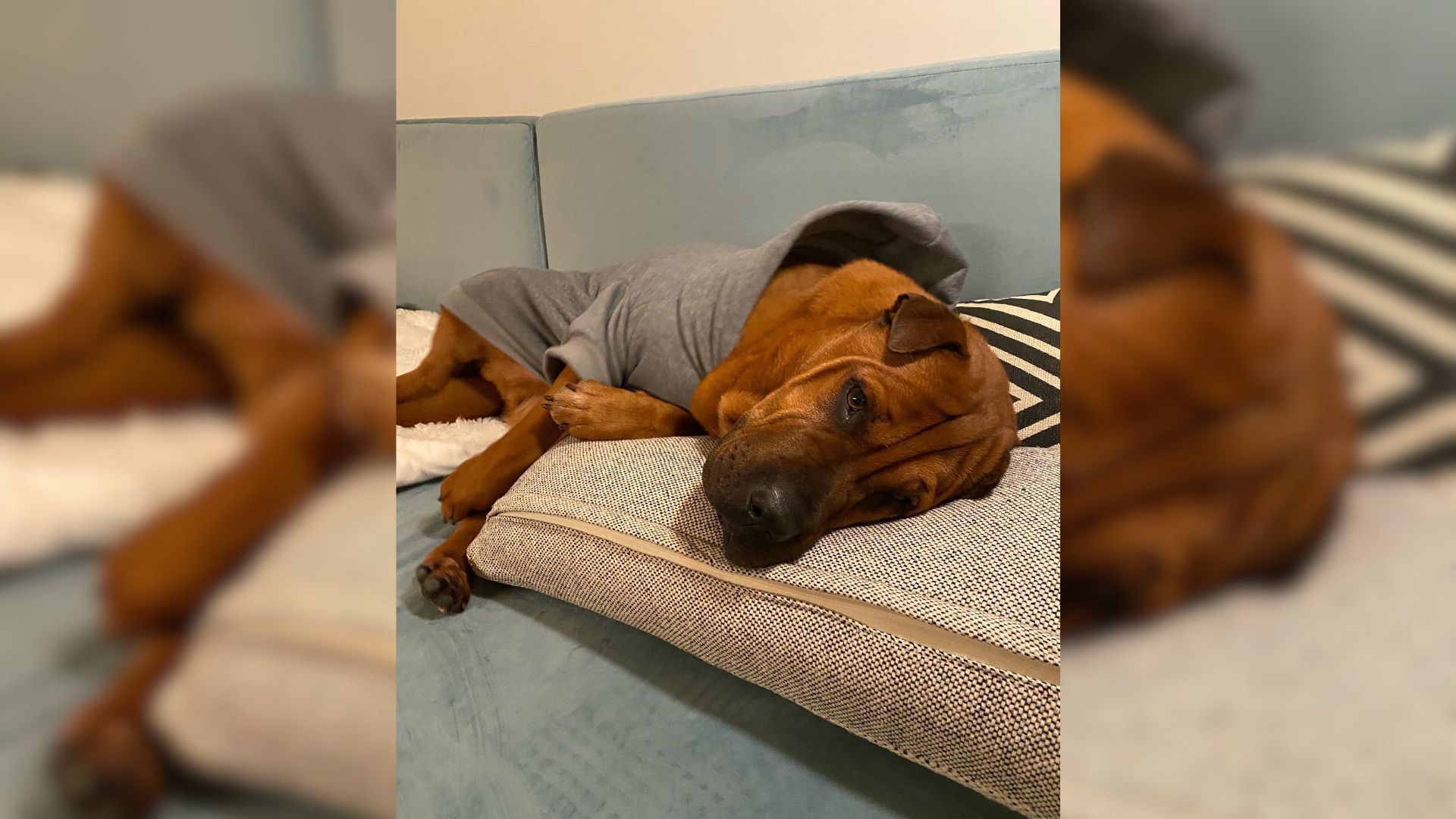 Woman Who Adopted A Shelter Dog Learns About His Adorable Ritual Before Bedtime