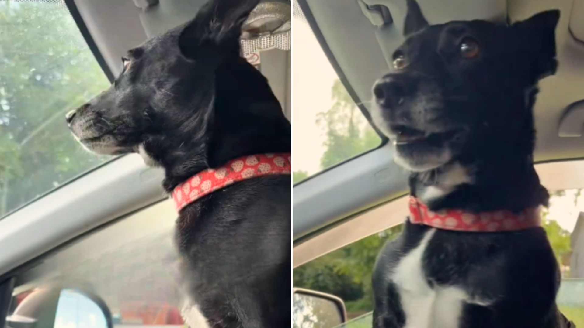 Sweet Rescue Pup Can’t Contain Her Joy Every Time She Realizes That She’s Coming Back Home