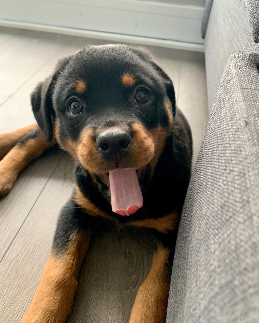 Sweet Rottweiler