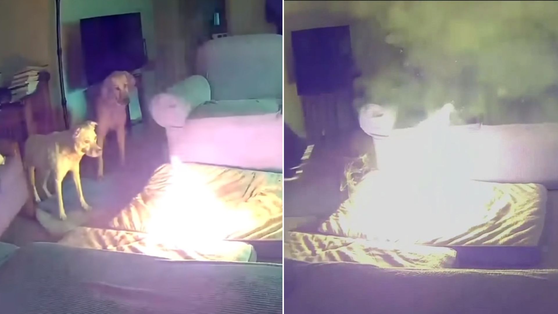 The Moment A Dog Starts House Fire After Chewing Phone Charger Containing Lithium-Ion Battery