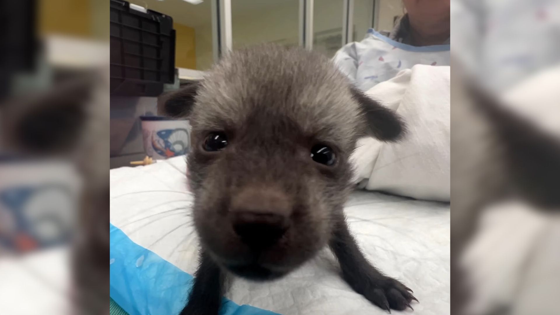 The Real Identity Of ‘Bat-Eared’ Puppy Shocked Rescuers As They Found Out That He Wasn’t A Puppy At All