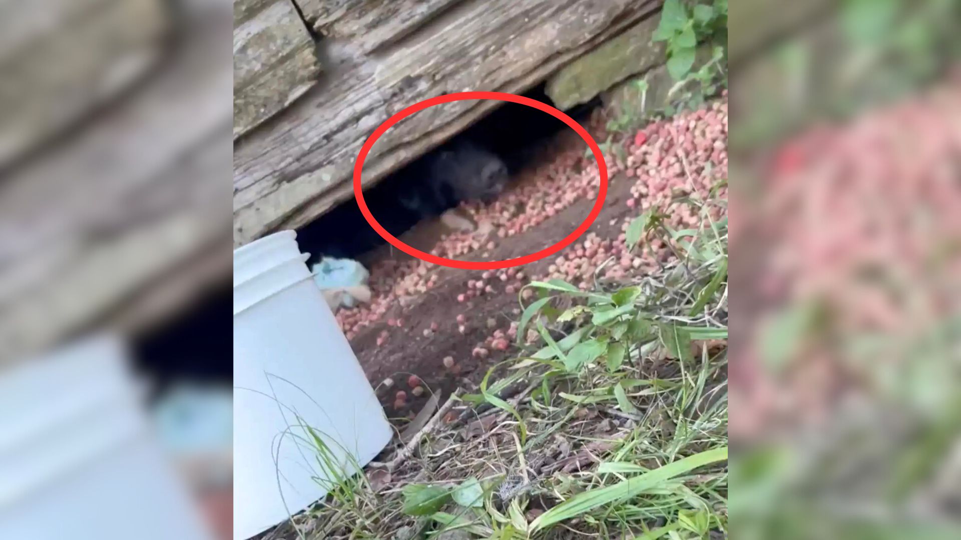 Scared Dog Mom Cruelly Dumped At Abandoned House Has A Very Big Secret