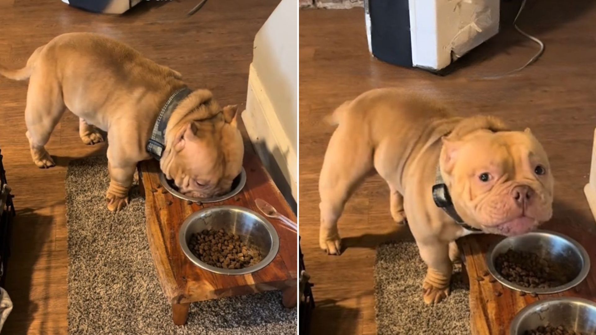 This Adorable Pup Put His Meal ‘On Pause’ To Do The Sweetest Thing Ever