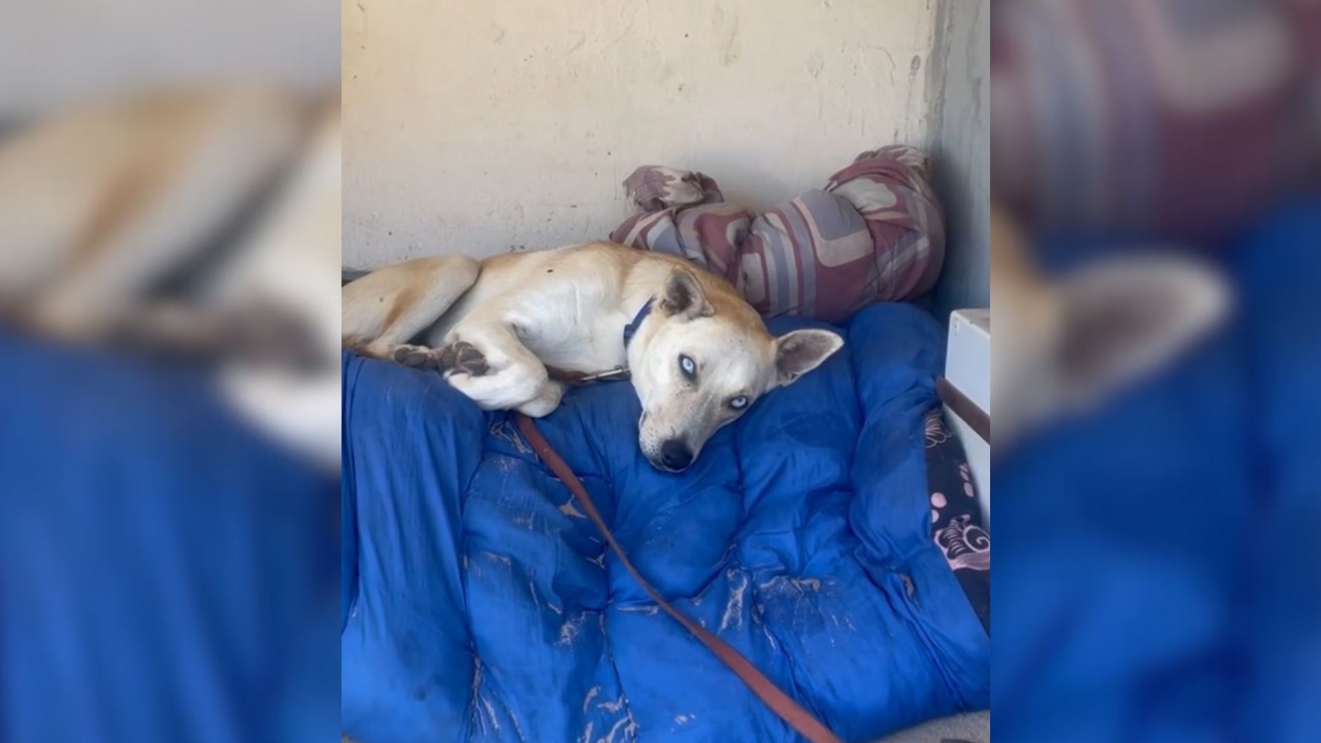 Homeless Man And His Dog Struggled To Survive Under A Bridge, Until A Miracle Happened