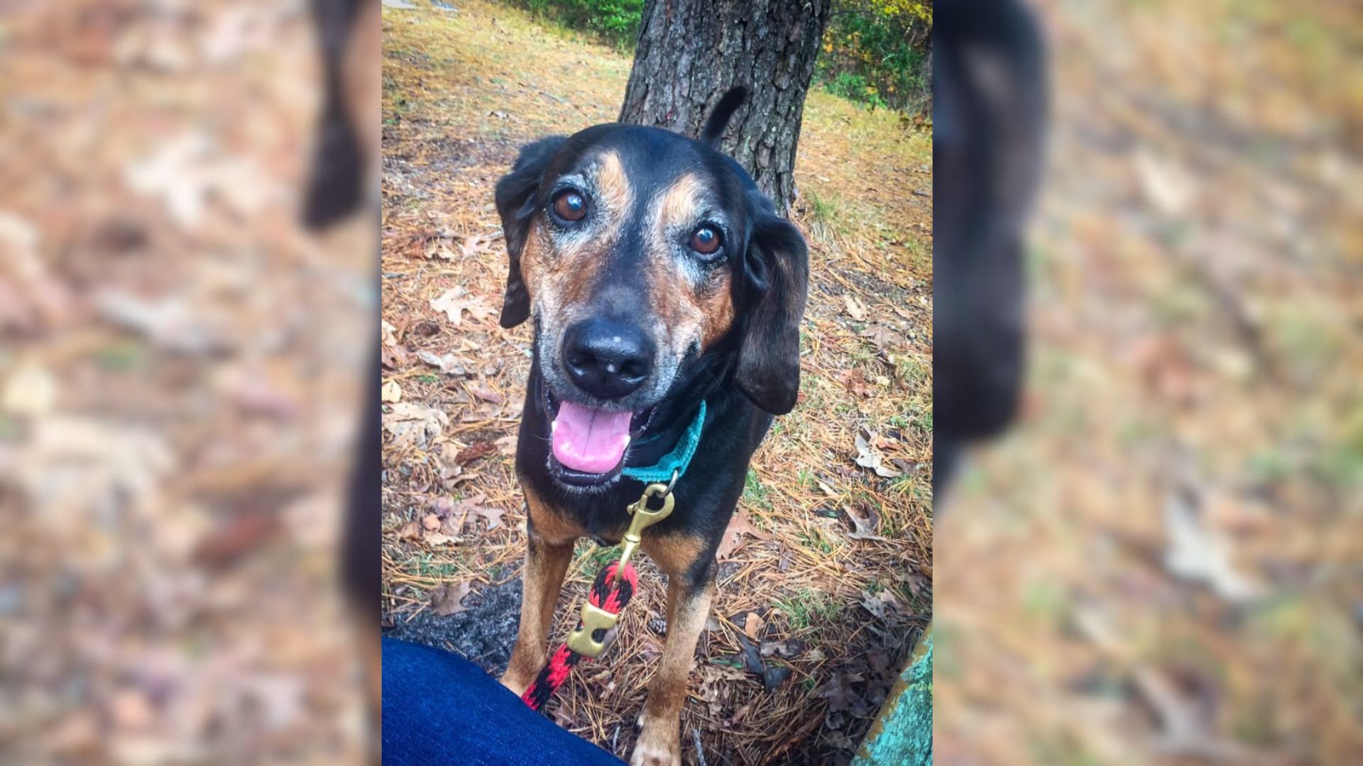 dog standing in wood