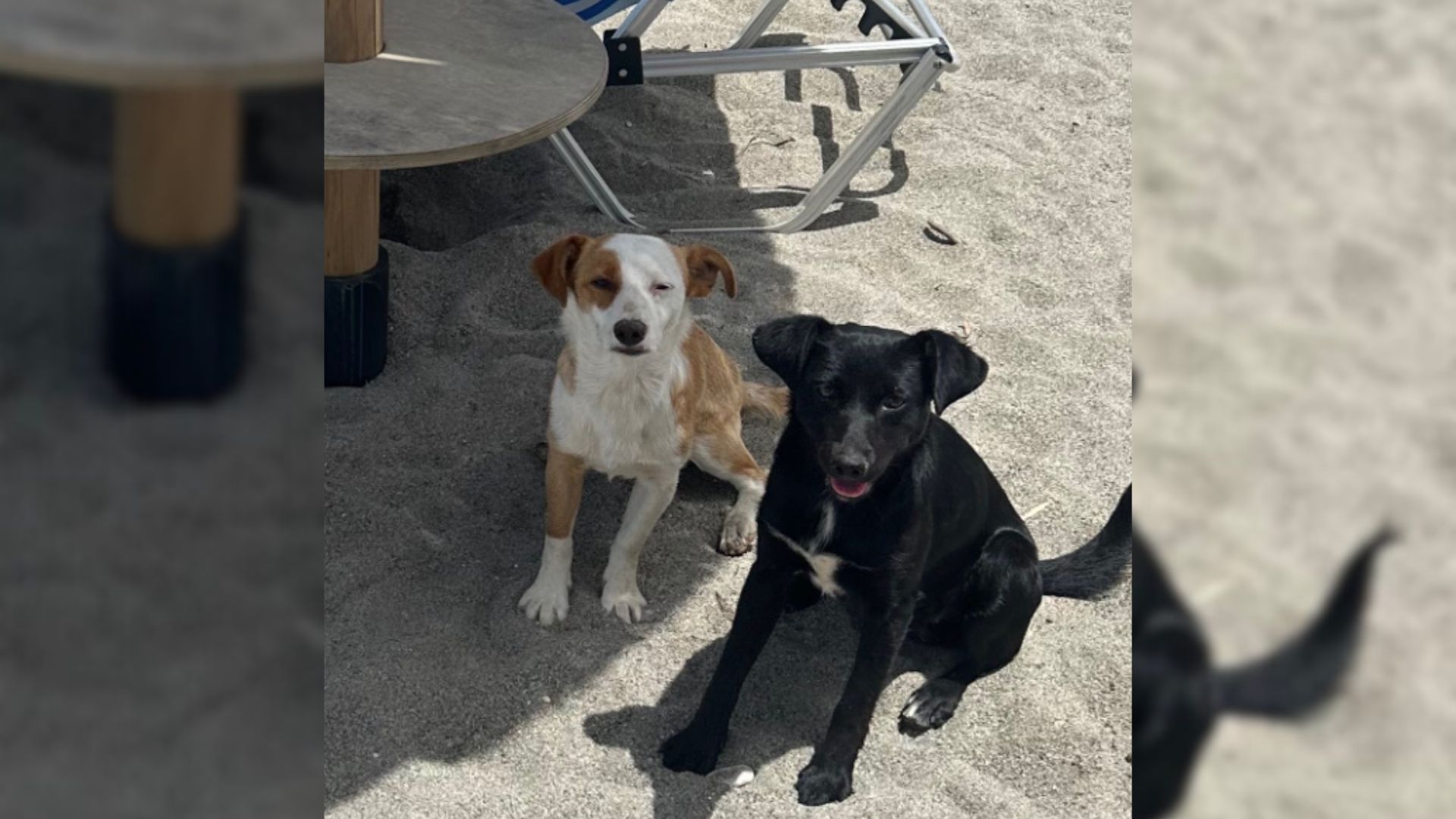 two stray dogs on sand