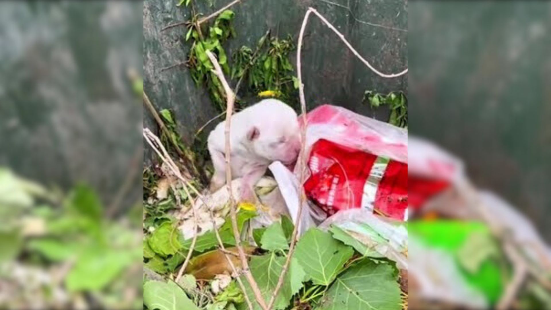 Tiny One-Day-Old Puppies Thrown In The Trash Were Crying Loudly Until Amazing People Came To Help